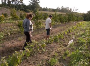 agricultura-familiar-domina-no-rs,-mas-envelhecimento-no-campo-preocupa